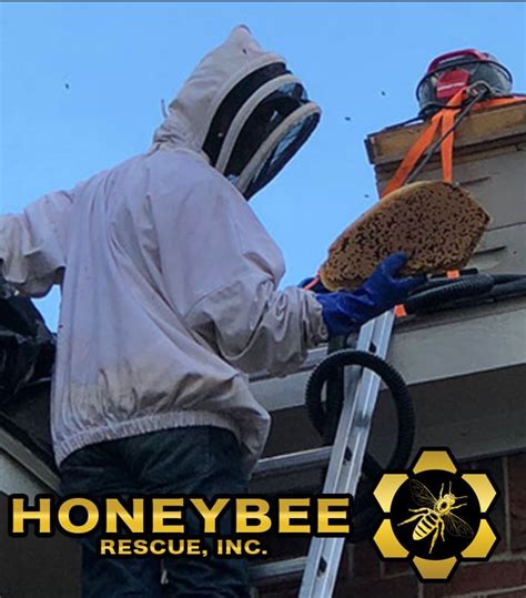 bee removal mandeville LA-Bee-Removal