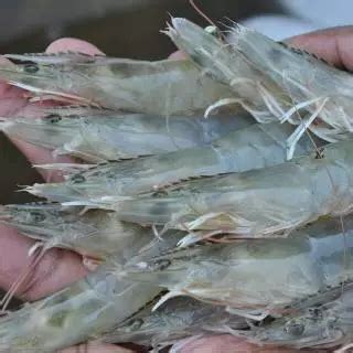 beli udang hidup terdekat  Rp5