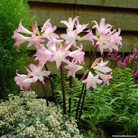 belladonna lily crossword clue  Also called belladonna lily