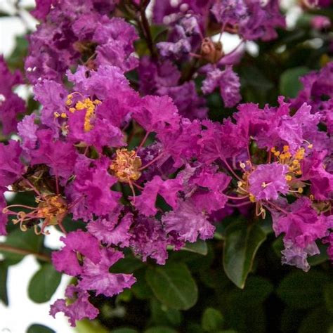 bellini grape crape myrtle Two of my dwarf crape myrtles! Esther-B, Zone 7a