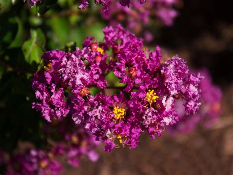 bellini grape crape myrtle  Crape Myrtle 'Diamond Dazzle', Lagerstroemia 'PIILAG-I', Crape Myrtle 'Enduring Summer White' Crape Myrtle 'Double Feature', Lagerstroemia indica 'Whit IX'Jun 22, 2022 - Buy Bellini Grape Crape Myrtles from the Tree Center