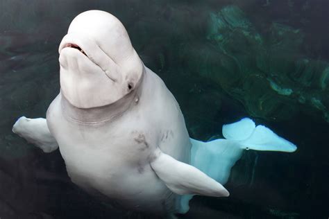 beluga whale knee The maximum adult weight reported is 3600 lbs (1633 kg)