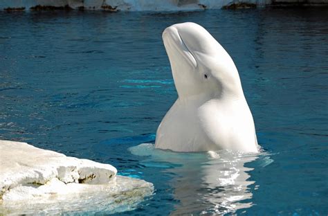 beluga whale with knees  Researchers are conducting a study to try and help them understand the beluga whale's metabolism, and Maple the energetic whale is the first to participate i