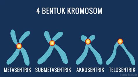 bentuk kromosom ditentukan oleh  Multiple Choice