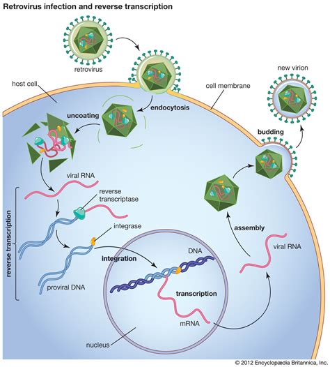 bentuk rna  Arcaebacteria terdiri dari beberapa jenis RNA polimerase, sementara Eubacteria hanya terdiri atas satu jenis RNA polimerase saja, seperti dikutip dari Biologi Interaktif Kelas X IPA oleh