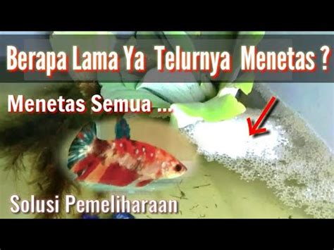 berapa lama cupang hilang 2