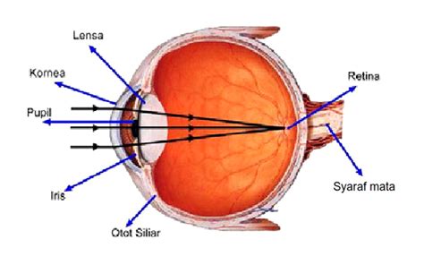 berfungsi sebagai reseptor penglihatan yang terpisah adalah  Definisi retina merupakan bagian mata berupa selapis tipis sel yang terletak dibagian belakang bola mata