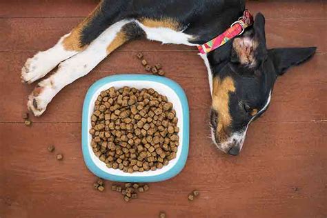 best dog food for jack russells Home » Blog » The 8 Best Dog Foods For Jack Russells – 2023