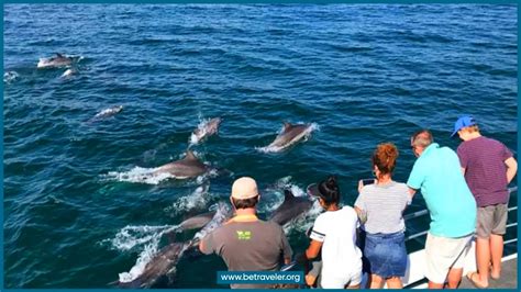 best dolphin cruise destin About