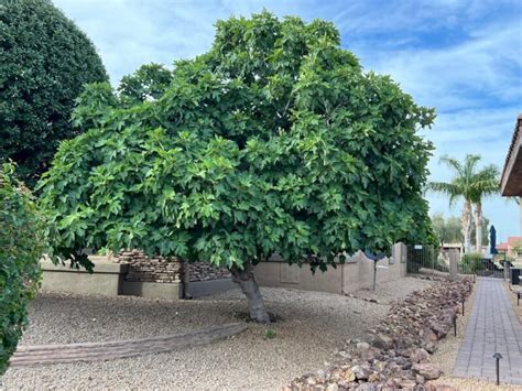 best fig trees for phoenix arizona  Click to view