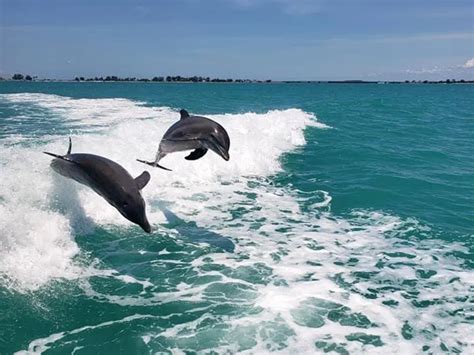 best month to see dolphins in myrtle beach  4484 Mineola Ave