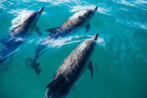 best month to see dolphins in myrtle beach  This Dolphin Cruise & Tour runs from 1:30-3:30 pm and 4:00 – 6:00 pm most days