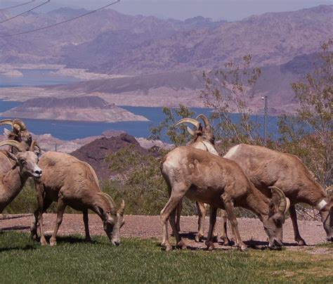 best time to see sheep at hemenway park  This lovely park is located in Hemenway Valley on Ville Drive with a fantastic view of Lake Mead