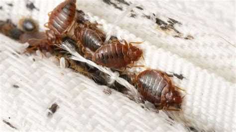 best western ithaca bed bugs  This Lodging Facility is NOT a member of the Bed Bug Planet SM Prevention Program and may have third party reports regarding bed bugs which were not verified by our Professional Inspectors