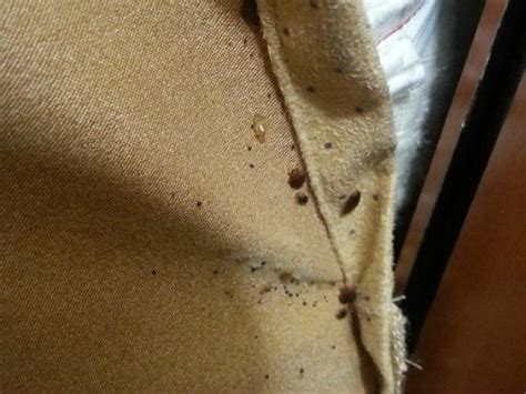 best western ithaca bed bugs Thoroughly vacuum the bed, including mattresses and bed frames to remove bed bugs