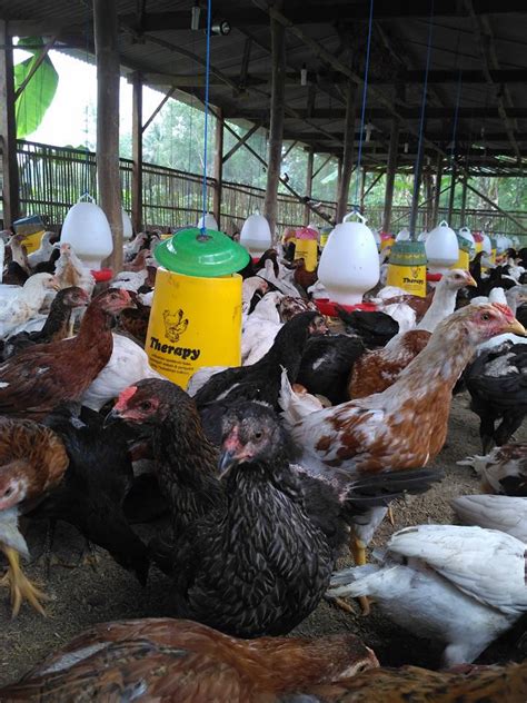 beternak ayam kampung  Istilah " Ayam kampung " semula adalah kebalikan dari istilah " ayam ras ", dan sebutan ini mengacu pada ayam yang ditemukan