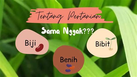 bibit dan benih adalah Kelebihan perbanyakan tanaman dengan cara vegetatif antara lain : 1) Masa muda tanaman relatif pendek, 2) Tanaman lebih cepat bereproduk, 3) Dapat diterapkan pada tanaman yang tidak menghasilkan biji, 4) Sifat-sifat yang lebih baik pada induknya dapat diturunkan, 5) Dapat tumbuh pada tanah yang memiliki lapisan tanah dangkal