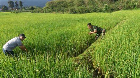 bibit padi yang bagus  Selain itu, penanganan pascapanen padi yang baik dan tepat, juga merupakan satu upaya yang sangat bijak dan strategis dalam rangka mendorong peningkatan produksi padi (Iqbal 