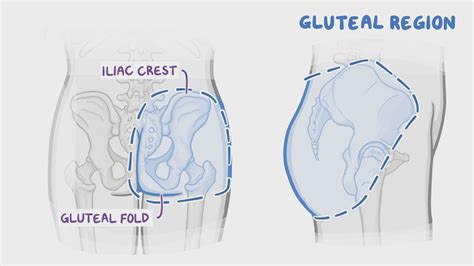 bifurcated gluteal fold  With thousands of award-winning articles and community groups, you can track your