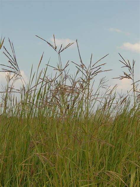 big bluestem prairie view-in ecotype  Creeping Foxtail