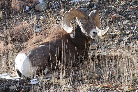 bighorn sheep rafting ] Wilderness Aware Rafting