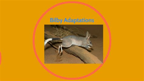 bilby behavioural adaptations  You will find beautiful display items to