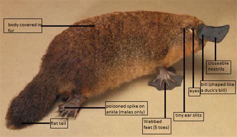 bilby structural adaptations  Examples are hibernation, migration, and instincts