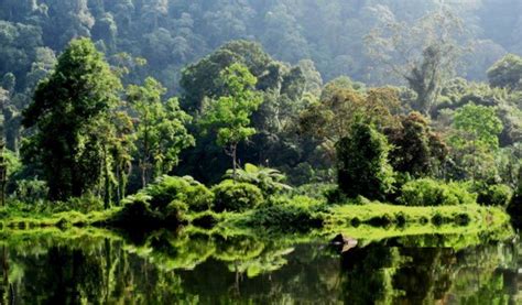 bioma hutan hujan tropis adalah  Hutan tropis memiliki keanekaragaman jenis tumbuhan dan hewan yang paling tinggi