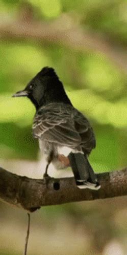 bird shit gif  Explore and share the best Seagull-poop GIFs and most popular animated GIFs here on GIPHY