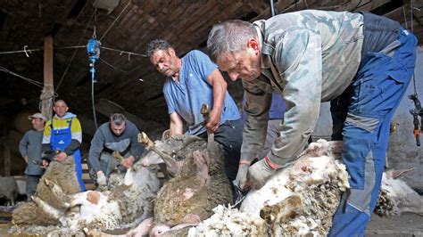 birkanyírás 2 videa  Bár a társaság maradt a régi, az üzlet alapos változáson ment keresztül