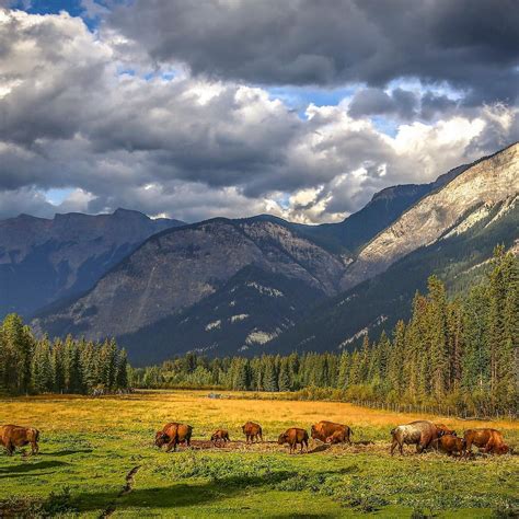 bison ranch cabins  I get to raise an animal that faced near extinction at one point, and is now a living history