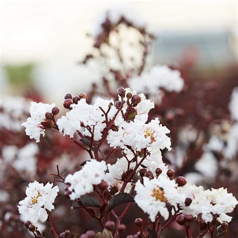 black diamond crepe myrtle white  Mystic Magenta Crape Myrtle Tree: 3 Gal