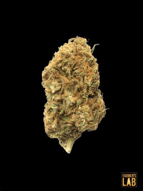 black domina x scott's og feminized  This Indica-dominant feminized strain offers a well-balanced high, sweet-and-spicy flavor, and phenomenal resin production