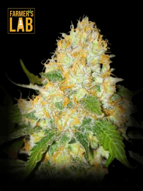 black domina x scott's og feminized  Required fields are marked *Feminized Cannabis Seeds