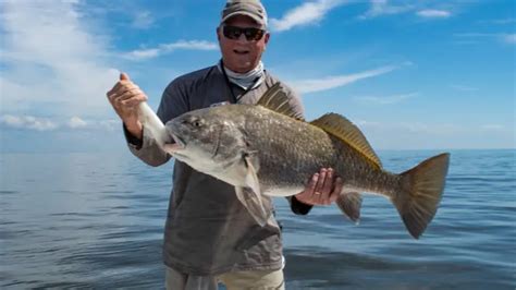 black drum legal size  Size: Black drum from 1 to 10 pounds are very common and often referred to as "puppy drum