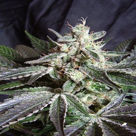 black jack seeds  these Black Jack Feminized seeds has a flowering time of 9 weeks