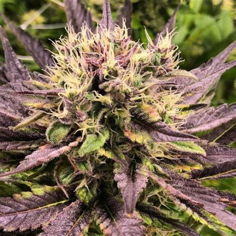 black jack strain  Black Jack Automatic is an automatic flowering ruderalis/indica/sativa variety from Nirvana and can be cultivated indoors and outdoors where the female, autoflowering plants need ±63 days from the seedling to the harvest