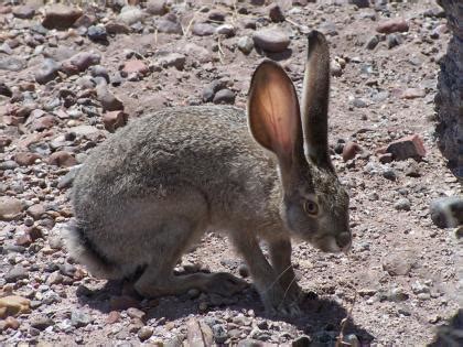 black-tailed jackrabbit adaptations  Water conservation: These animals survive under scarcity of water in desert or chaparral biome by water retaining adaptation