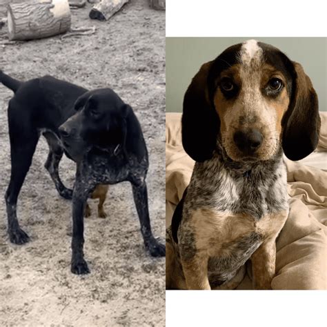 blackjack bluetick kennel  Size