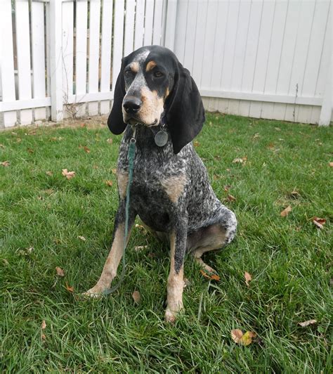 blackjack bluetick kennel  MOSQUITO CREEK SINCE 1989