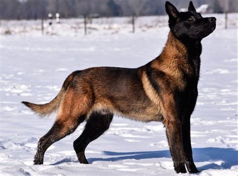 blackjack malinois  Webboard User