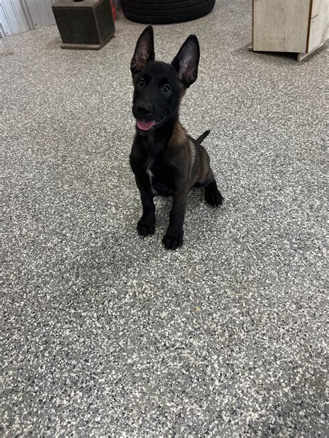 blackjack malinois  Adopt a Pet