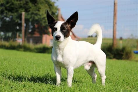 blackjack russe  Modern Jack Russell Terriers are short-legged dogs with pronounced muscles