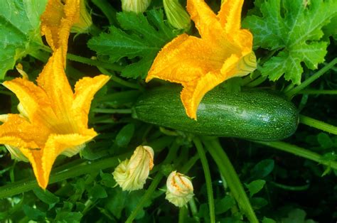 blackjack zucchini seeds  If you want to see more videos like this, please hit the subscribe button to see my new video#EYGardeningThin to eighteen inches apart once the seedlings are growing well