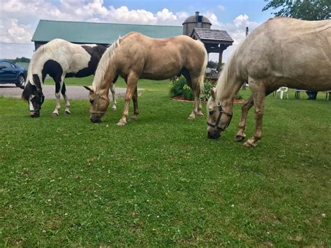 blue haven stables inc. merrill photos  W4853 County Road Q