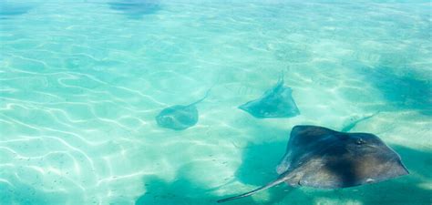 blue lagoon island stingray encounter and beach day  Blue Lagoon Island Beach Day from Nassau