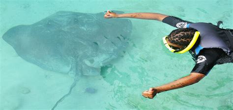 blue lagoon island stingray encounter and beach day  from 