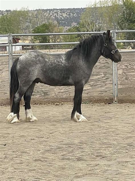 blue roan gypsy vanner  Clarins, carries black, red, cream and silver