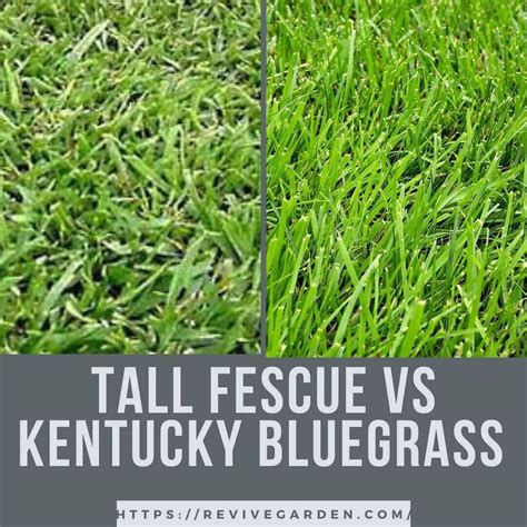 bluebank kentucky bluegrass  As a cool-season grass, it grows most vigorously during the spring and fall seasons