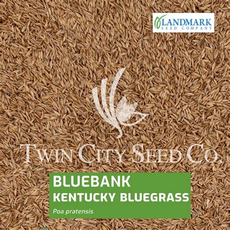 bluebank kentucky bluegrass  Todd Valley Farms sells HGT bluegrass but its a 3 or 4 way mix of different bluegrass, 1 of the cultivars is Barvette though